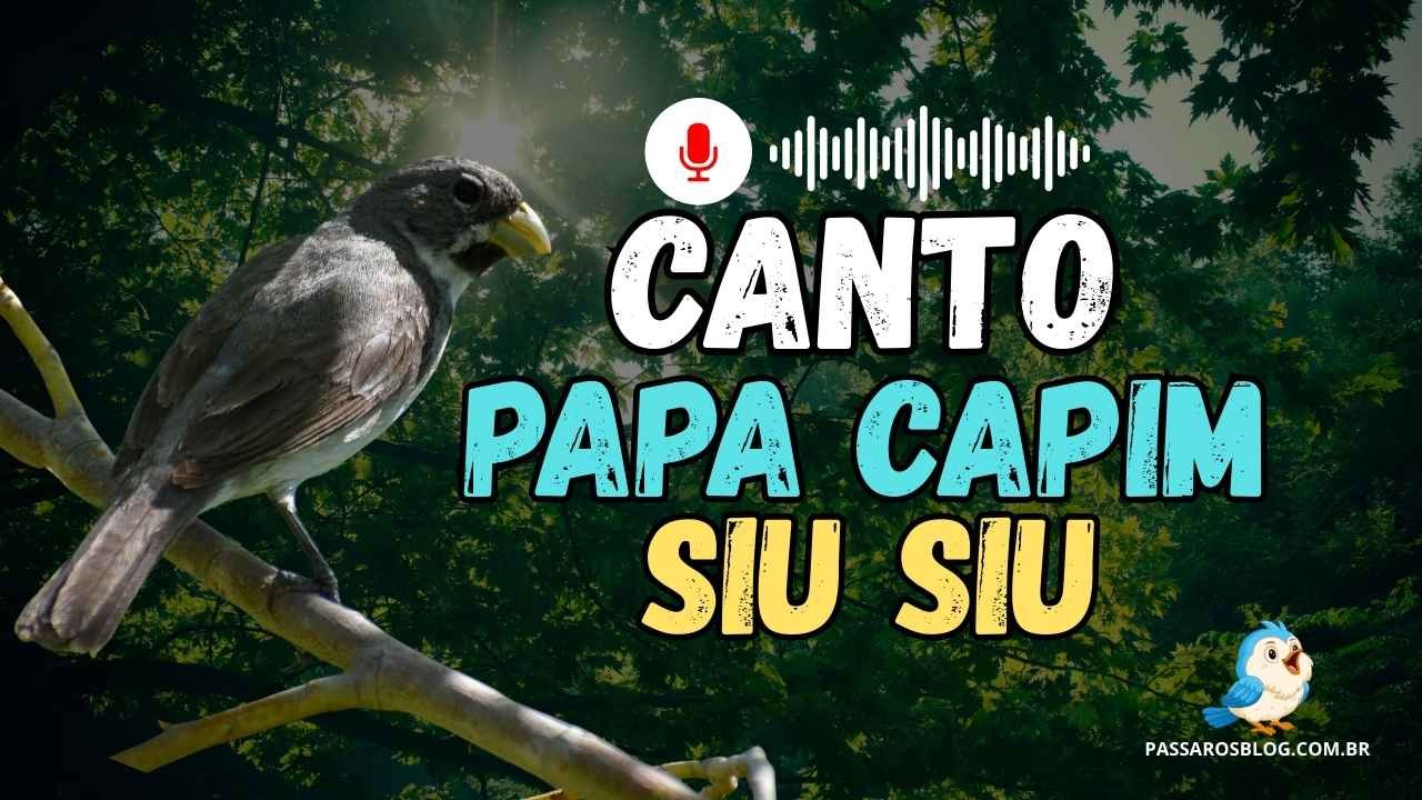 O Maravilhoso Canto do Papa Capim Siu Siu Para Encarte!