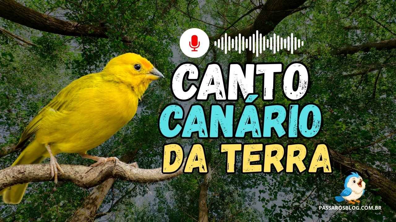 Melhor Canto do Canário da terra - Ouvir Canto de Pássaro!